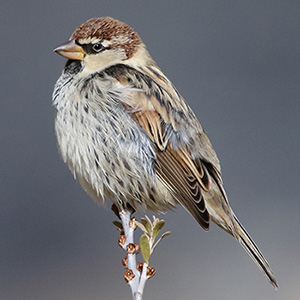 Spanish Sparrow